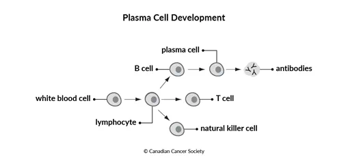 Diagram of plasma cell development
