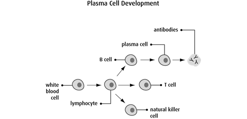 Diagram of plasma cell development