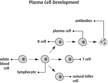 What is a plasma? 