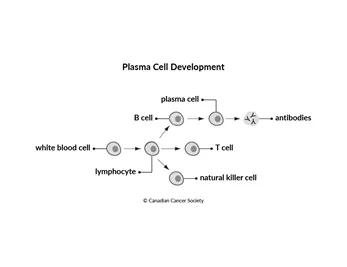 Diagram of plasma cell development