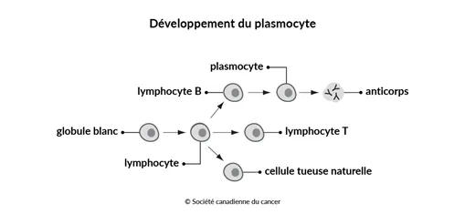 Schéma du développement du plasmocyte