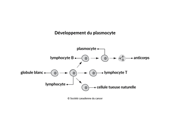 Schéma du développement du plasmocyte