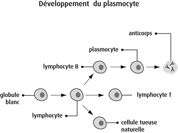 Schéma du développement du plasmocyte
