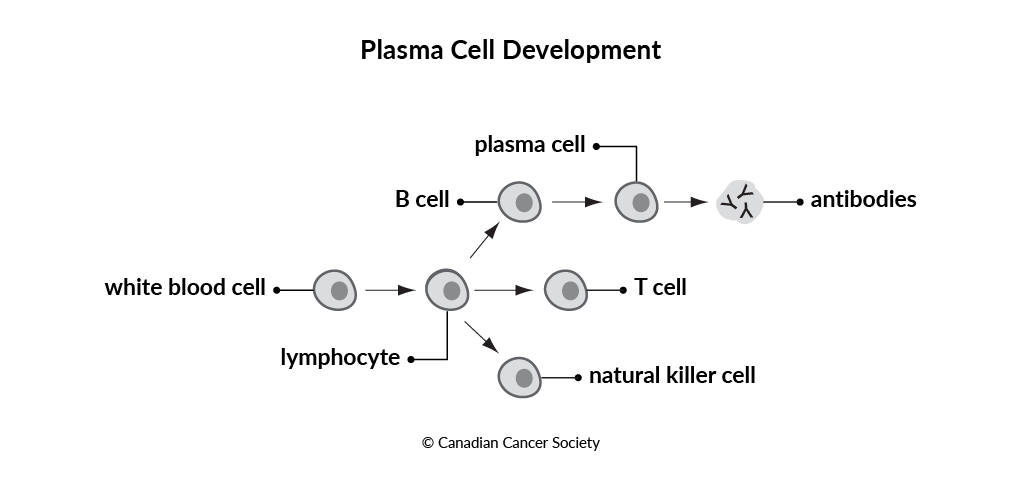 Diagram of plasma cell development