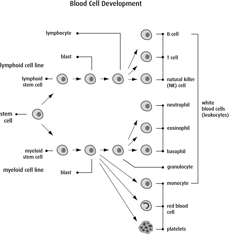 The Plasma Cells | Canadian Cancer Society