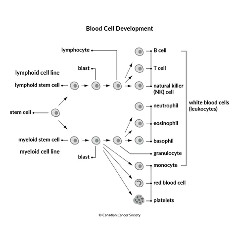 Diagram of blood cell development