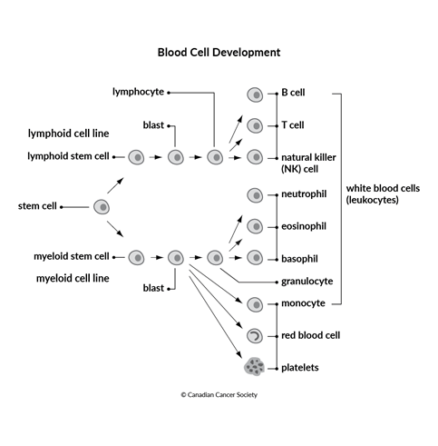 Diagram of blood cell development