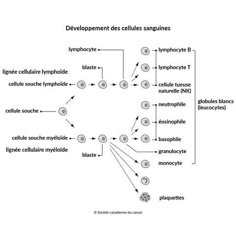 Schéma du développement des cellules sanguines