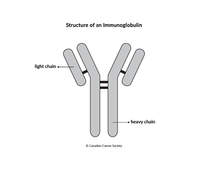 Diagram of the structure of an immunoglobulin