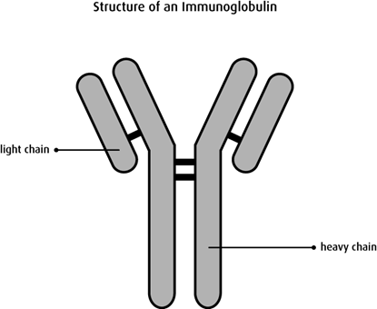 Diagram of the structure of an immunoglobulin