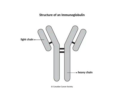 Diagram of the structure of an immunoglobulin