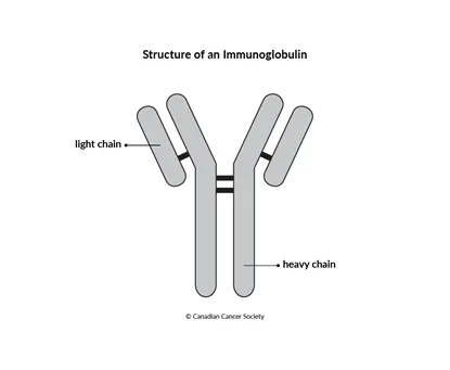 Diagram of the structure of an immunoglobulin