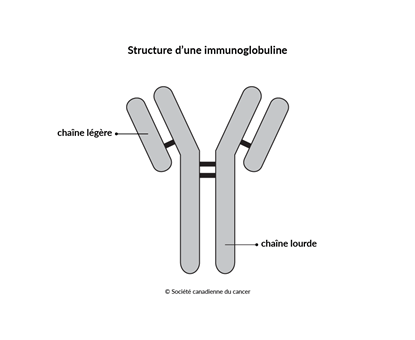 Schéma de la structure d’une immunoglobuline