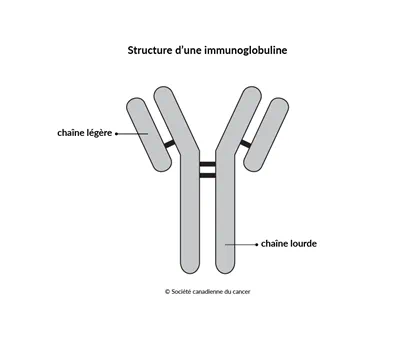 Schéma de la structure d’une immunoglobuline