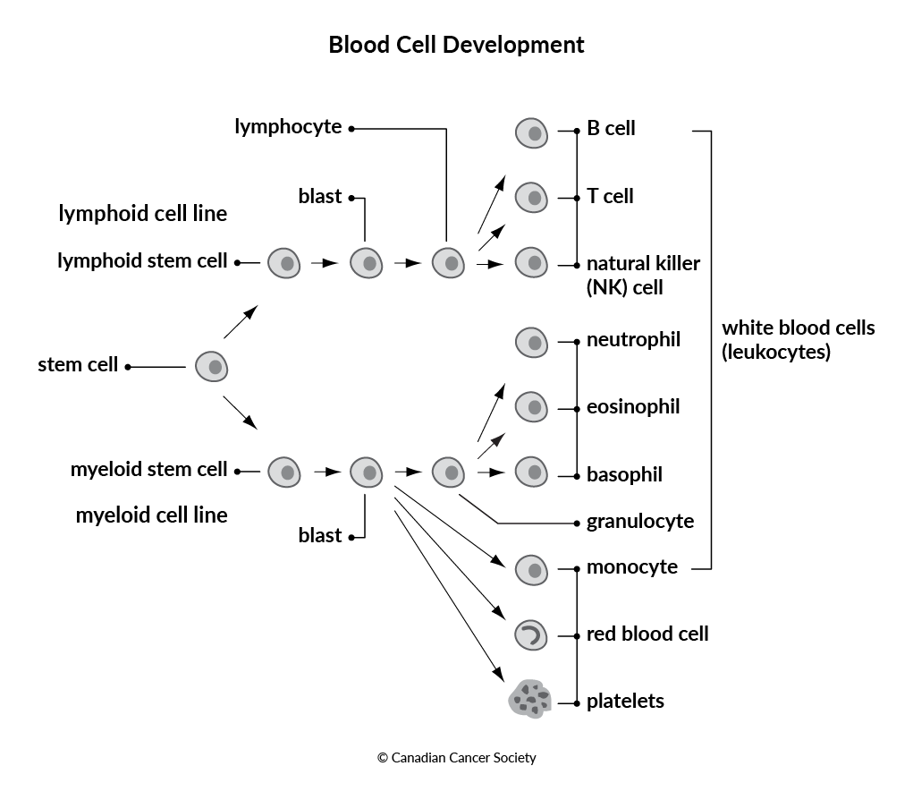 Diagram of blood cell development