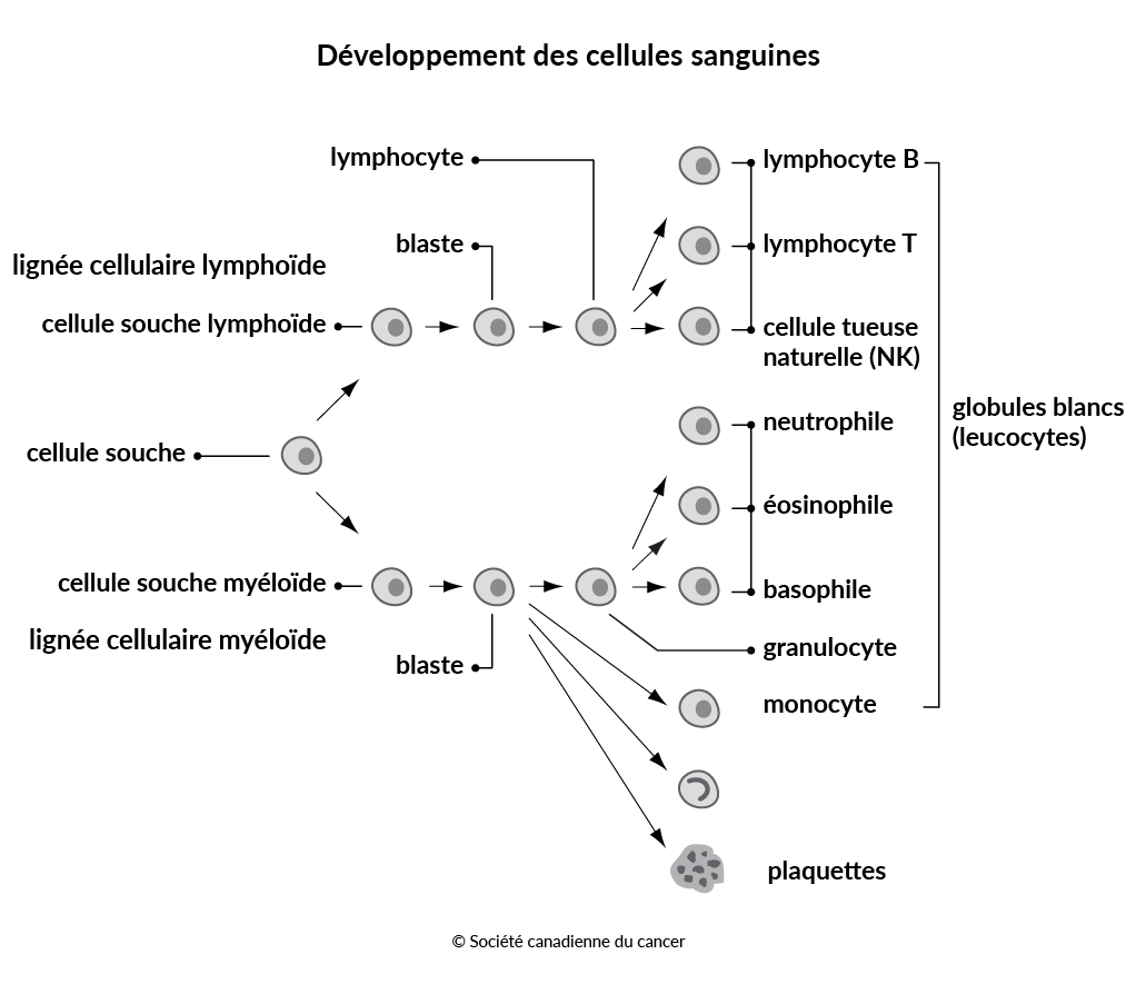 Schéma du développement des cellules sanguines
