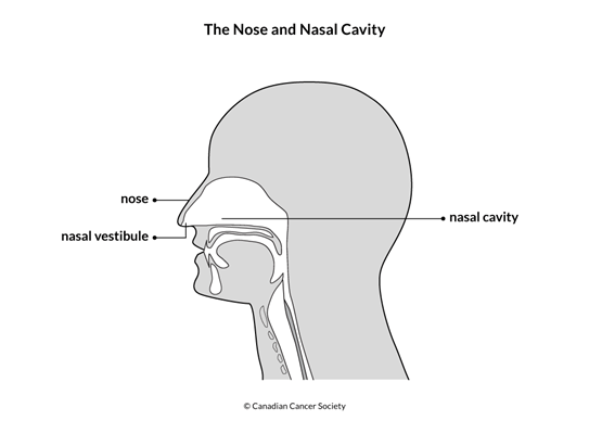Diagram of the nose and nasal cavity
