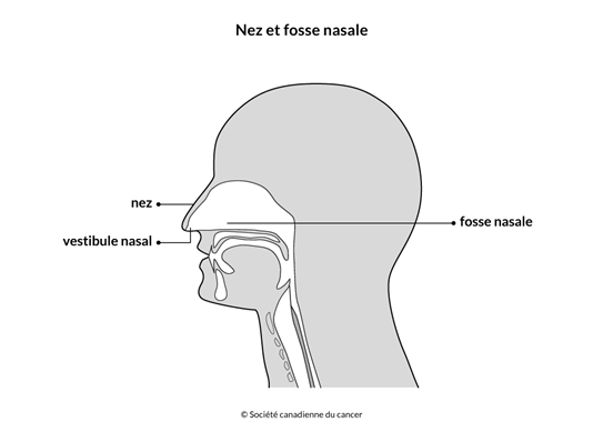 Schéma du nez et de la fosse nasale