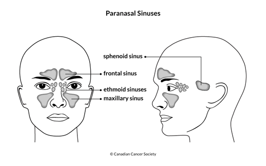 Diagram of the paranasal sinuses