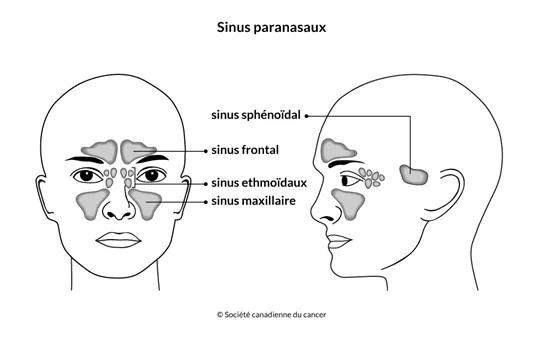 Schéma des sinus paranasaux