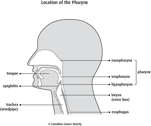 Location of the pharynx