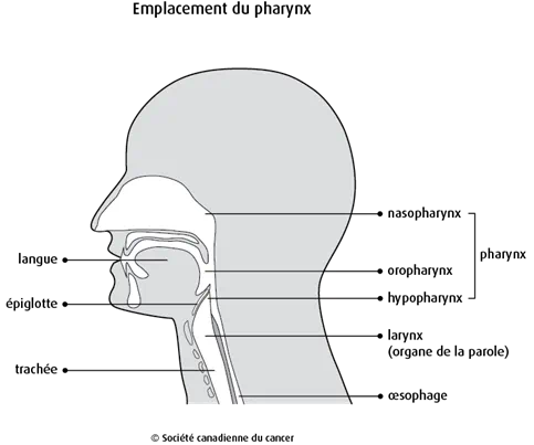 Emplacement du pharynx