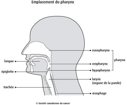 Schéma de l'emplacement du pharynx