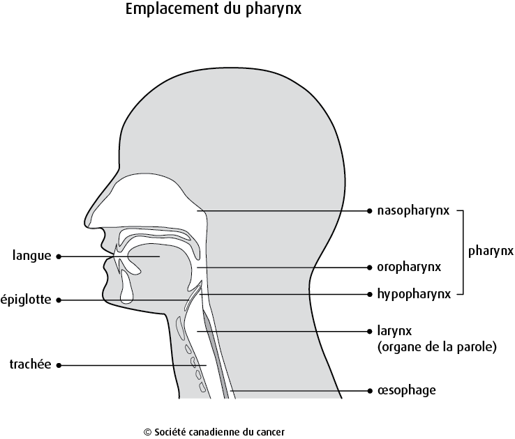 Schéma de l'emplacement du pharynx