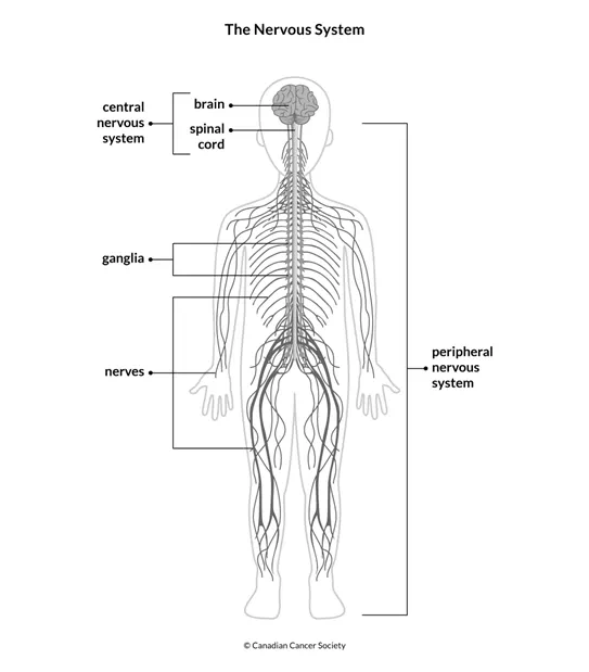 Central regions of the body Diagram