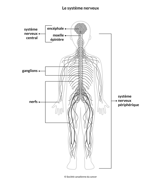 Schéma du système nerveux central