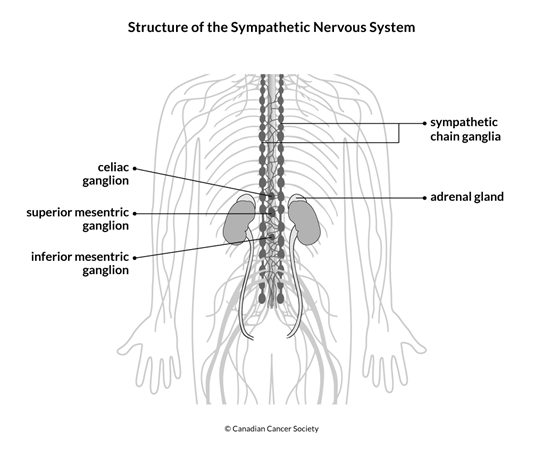 Diagram of the structure of the sympathetic nervous system
