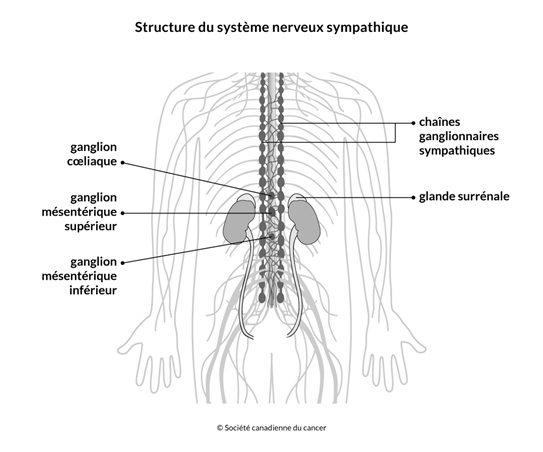 Schéma de la structure du système nerveux sympathique