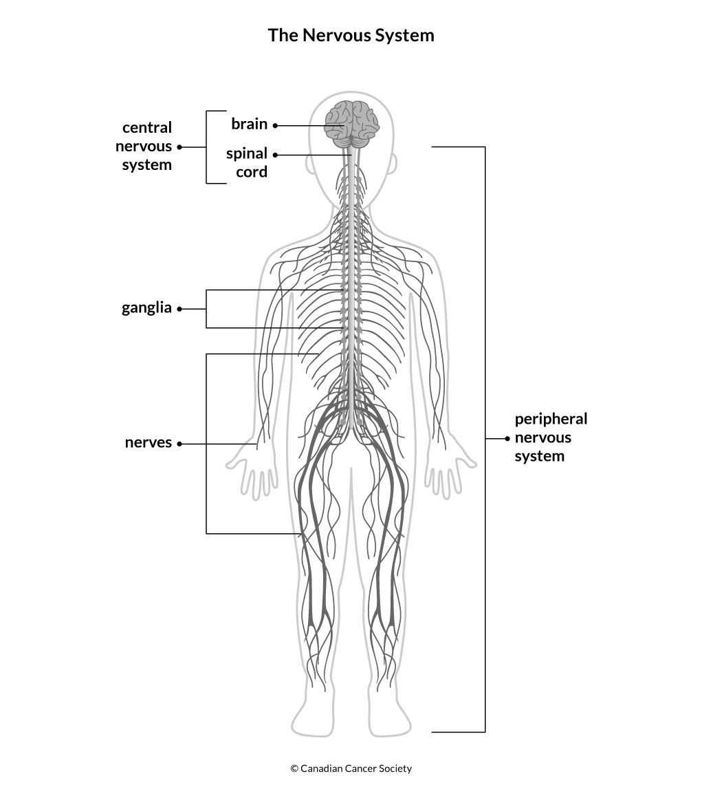Diagram of the nervous system