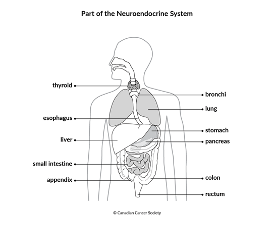 Diagram of part of the neuroendocrine system