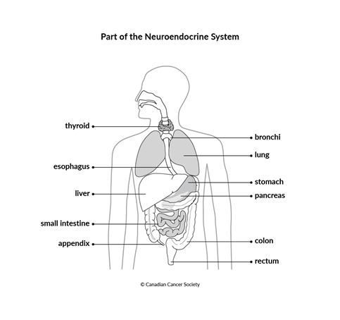 Diagram of part of the neuroendocrine system