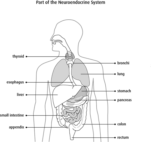 Diagram of part of the neuroendocrine system