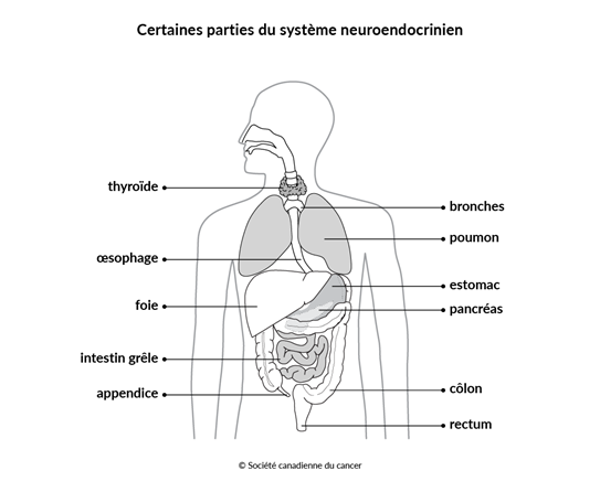 Schéma de certaines parties du système neuroendocrinien