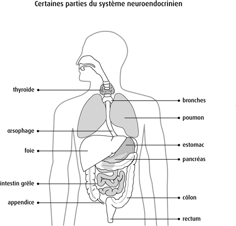 Schéma de certaines parties du système neuroendocrinien