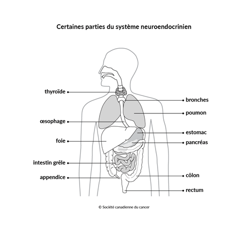 Schéma de certaines parties du système neuroendocrinien