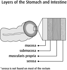Diagram of layers of the stomach and intestine