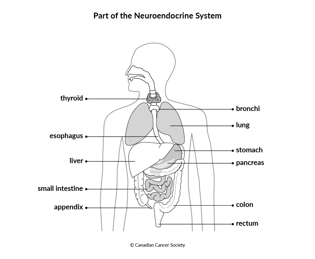 Diagram of part of the neuroendocrine system