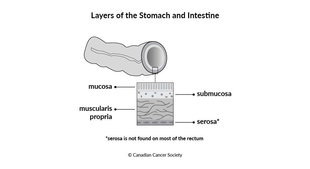 Diagram of layers of the stomach and intestine