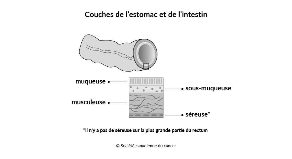 Schéma des couches de l’estomac et de l’intestin