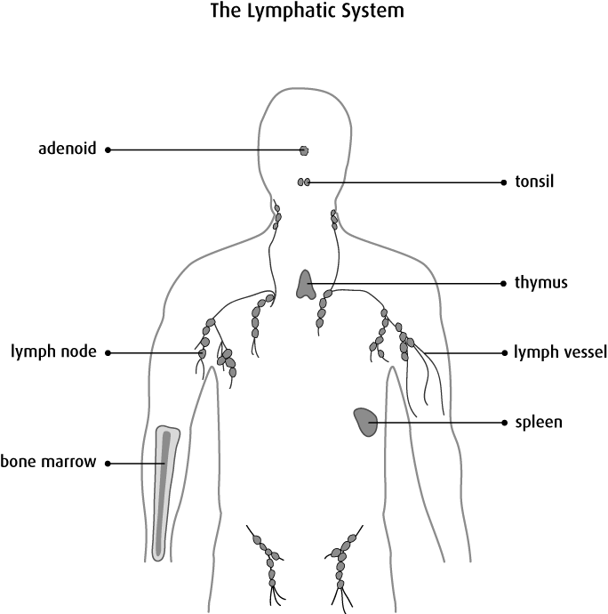 What Is Non Hodgkin Lymphoma Canadian Cancer Society What Is Non Hodgkin Lymphoma Canadian Cancer Society