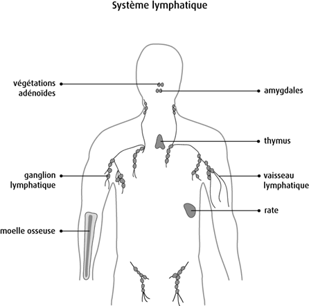 Schéma du système lymphatique