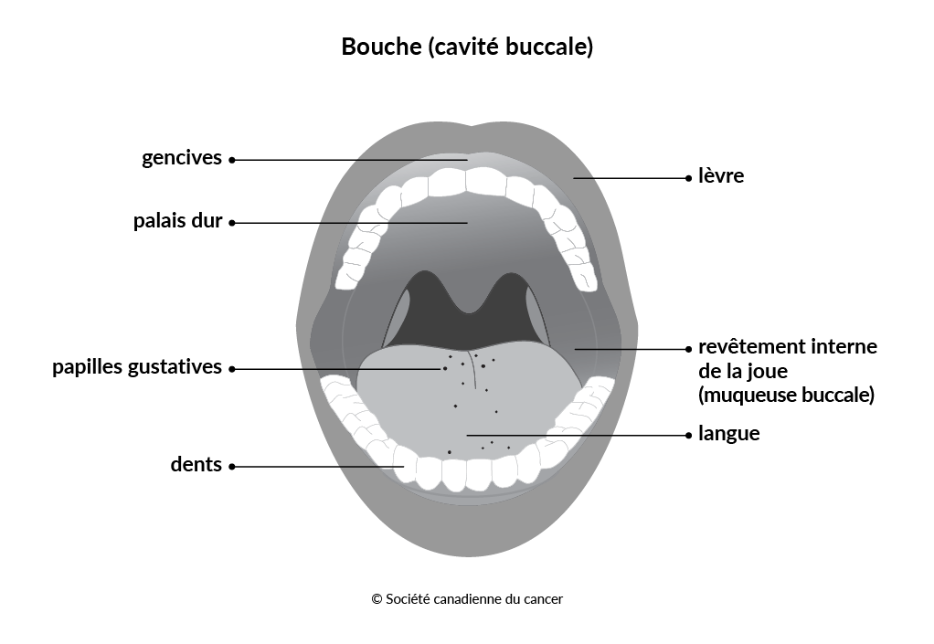 Schéma de la bouche (cavité buccale)