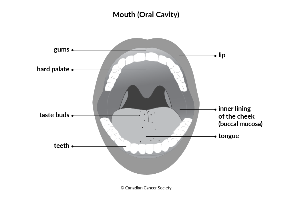 Diagram of the mouth