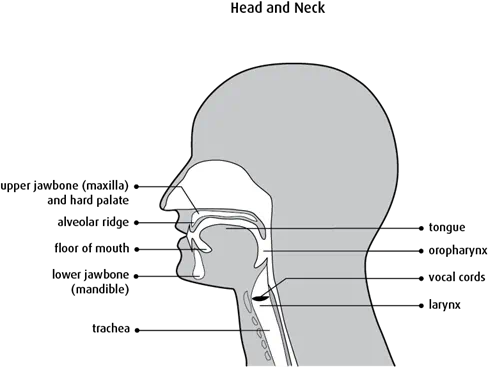 Diagram of the head and neck