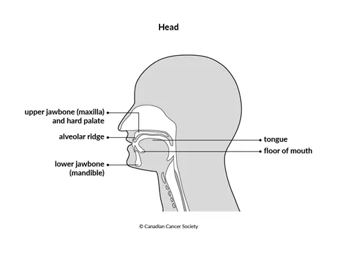 Diagram of the head and neck