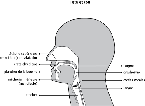Schéma de la tête et du cou